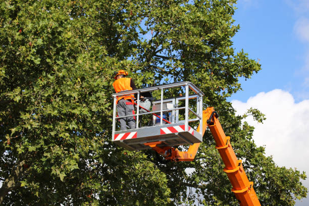 Best Tree Mulching  in Great Neck Plaza, NY